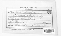 Image of Helminthosporium ficinum